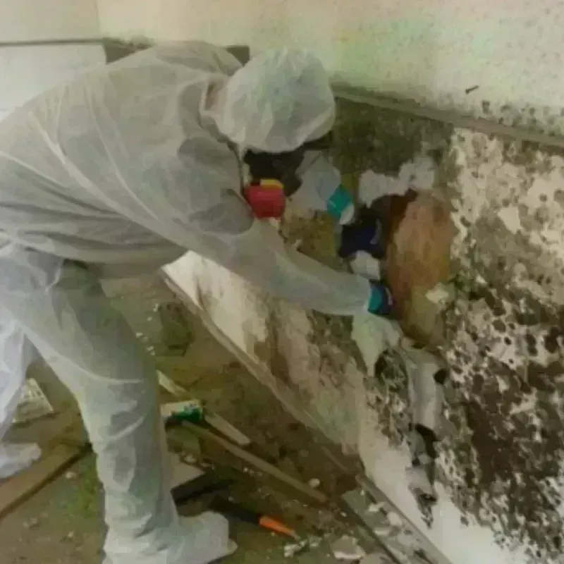 Mold Remediation and Removal in Bound Brook, NJ